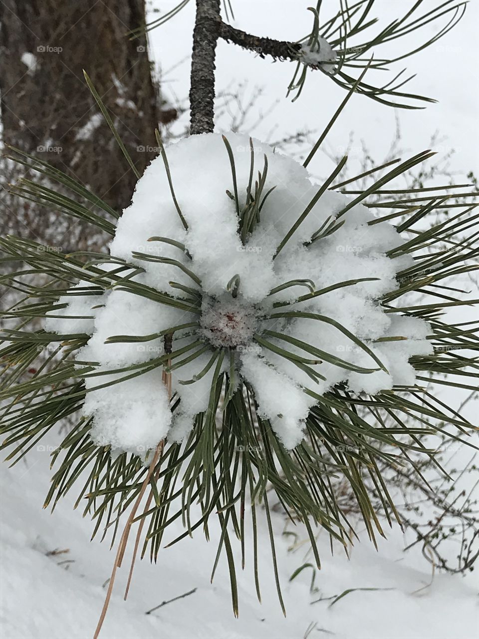 Snow collecting on the pines