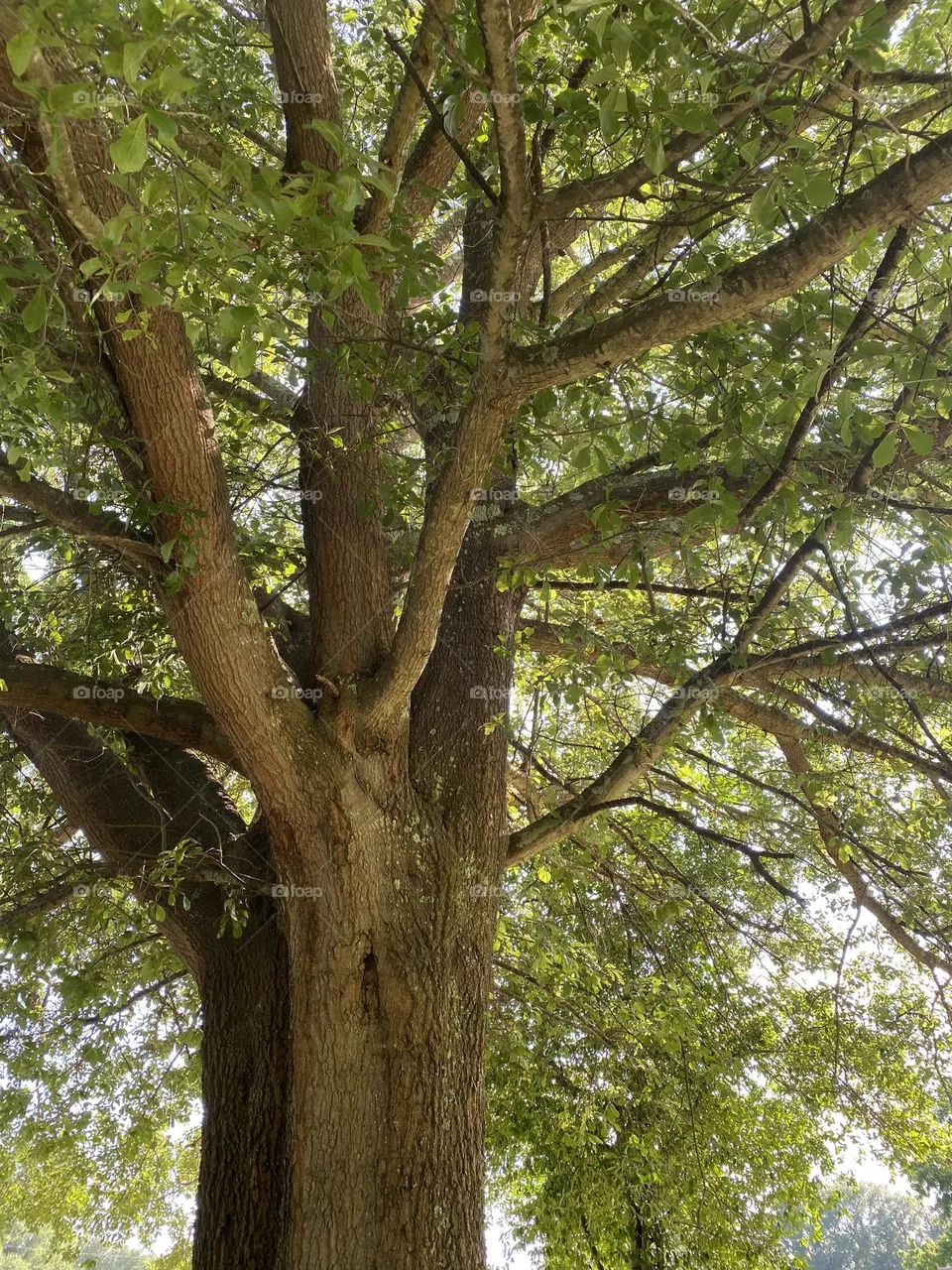 Looking through the tree 