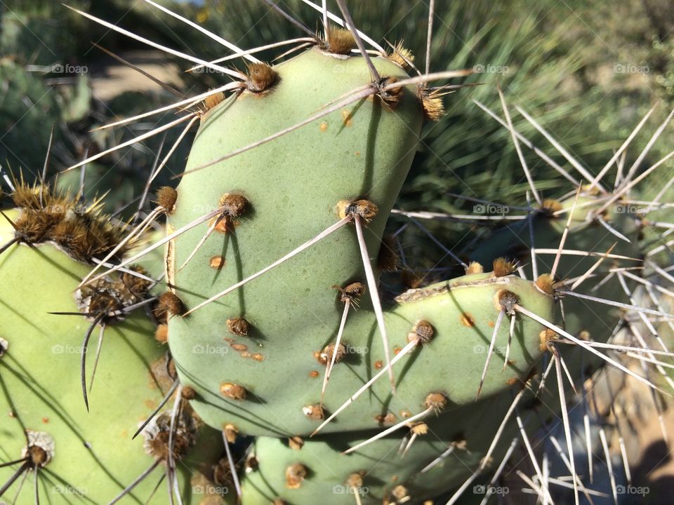 Heart shaped cactus