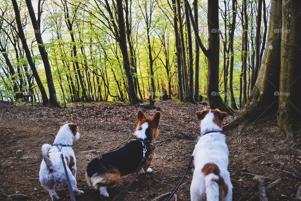 Mammal, No Person, Dog, Outdoors, Wood