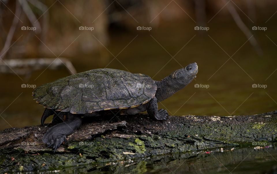 Freshwater turtle sitting on a log