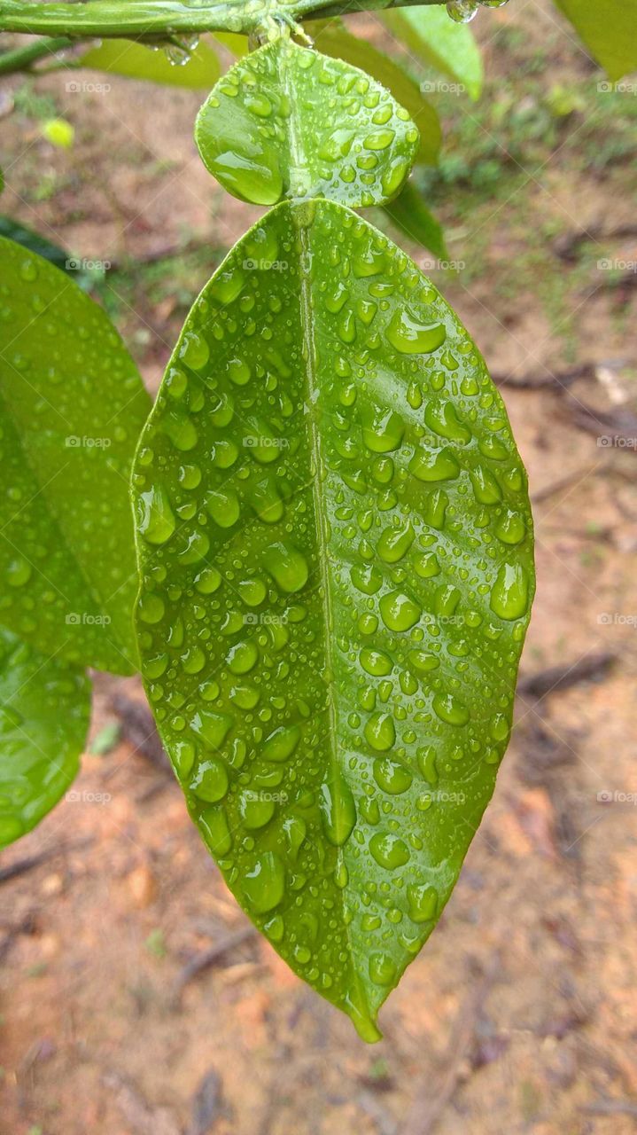 gotas de água na folha