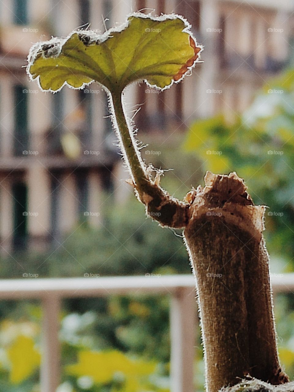 The beauty of the nature