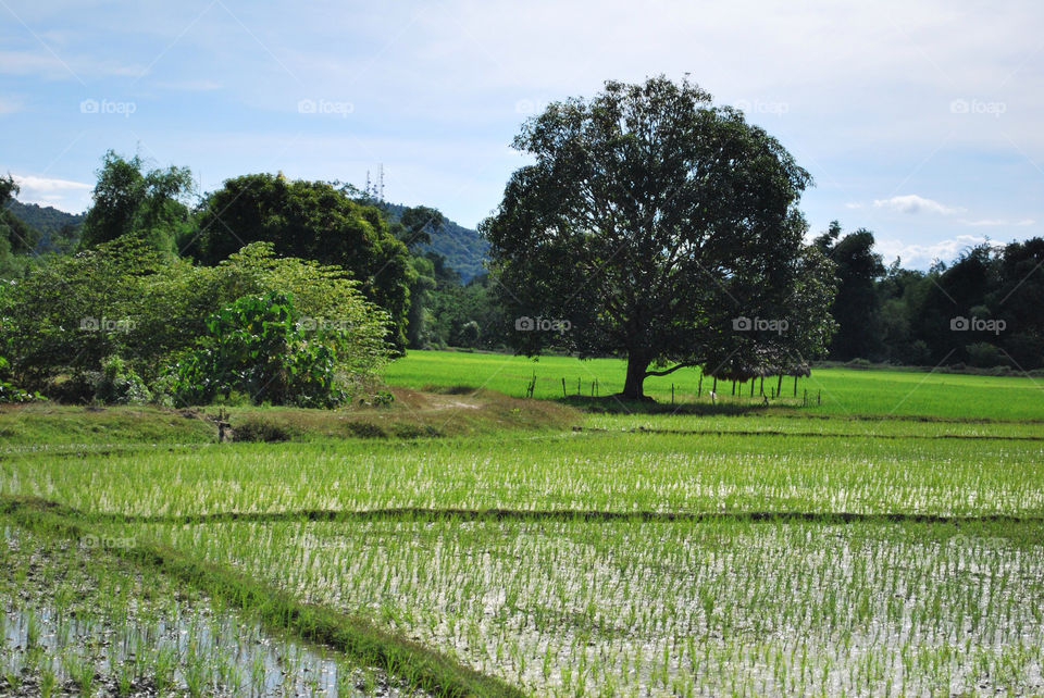 green trees rice fields by spyderko