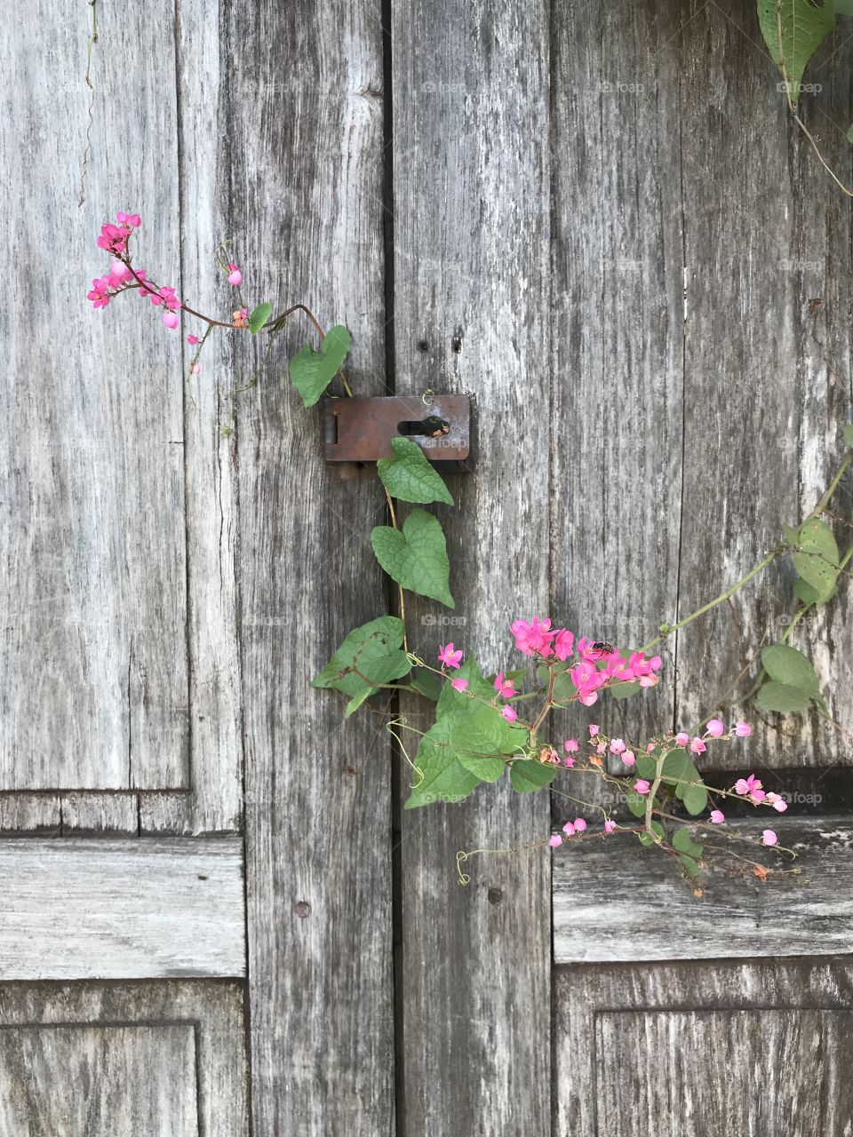 Old wooden door with pink flower
