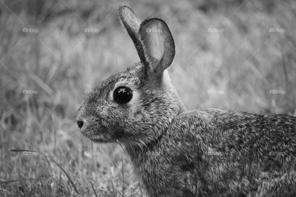 Black-and-white portrait of a cute bunny