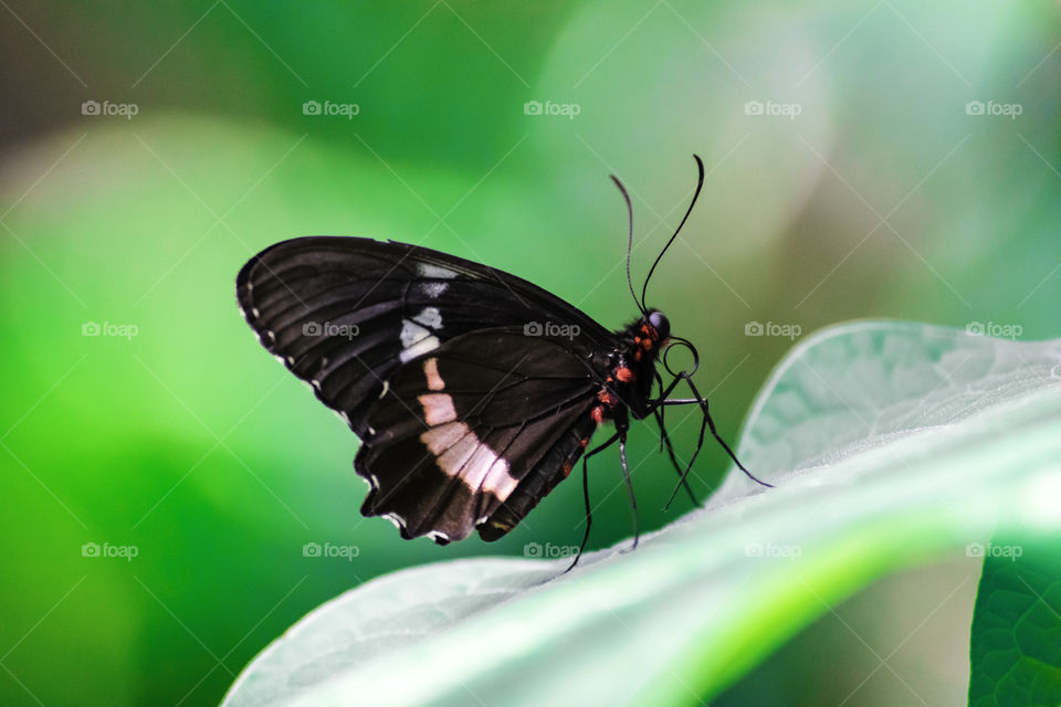 Butterfly on a leaf. 