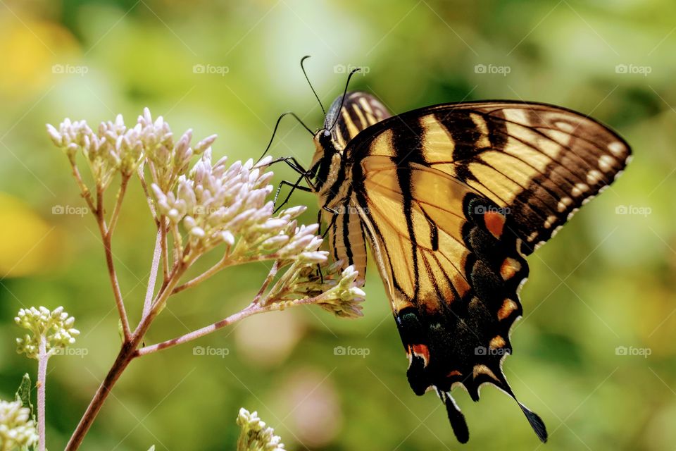Foap, World in Macro: An eastern tiger swallowtail, North Carolina’s state butterfly, enjoys some sweet nectar. 