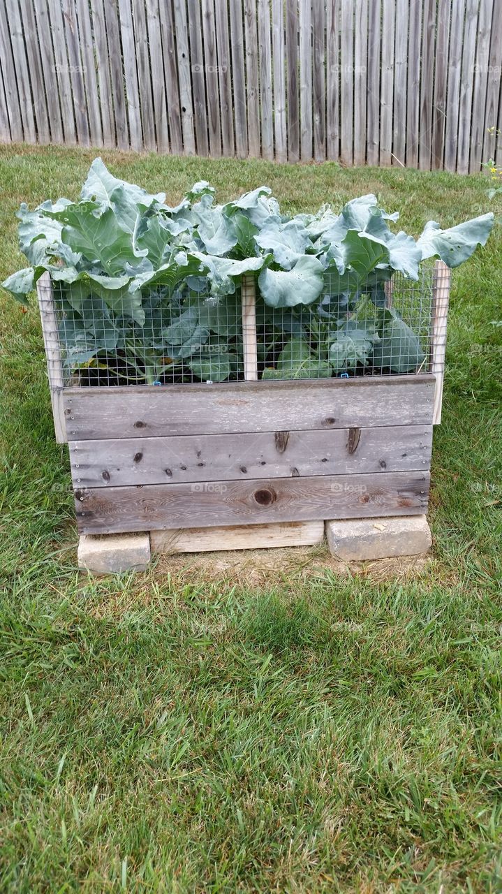 raised bed of broccoli