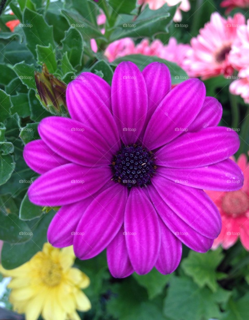 African Daisy