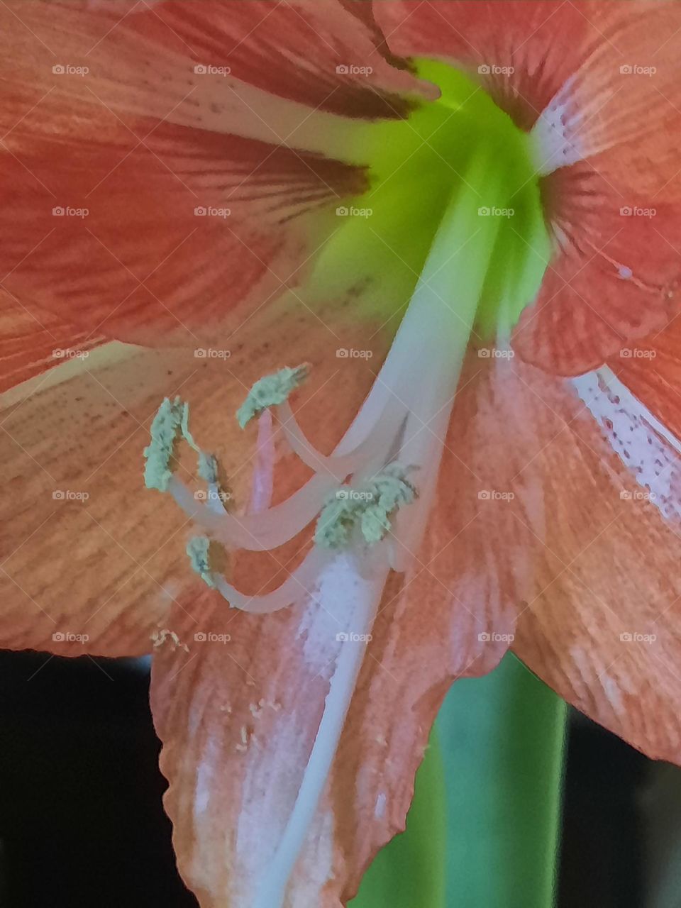 close-up  of amaryllis  inside