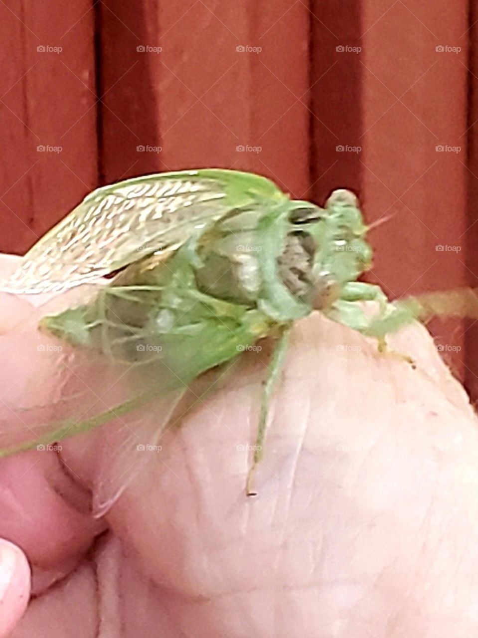 Cicada. They are usually found on tree bark. This one has just emerged from it's shell.