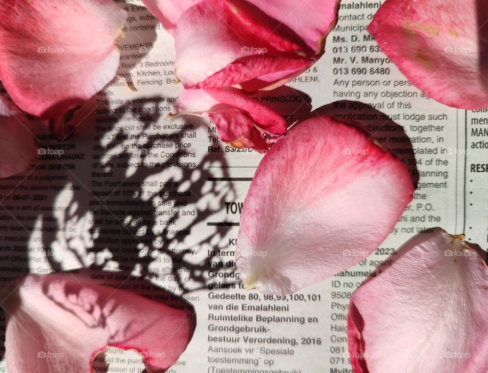 Rose petals on a newspaper with leaf shadow