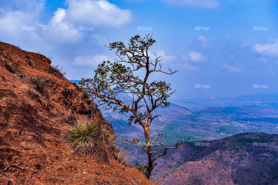 Tree in Valley photography from Matheran Hill station Neral Maharashtra India