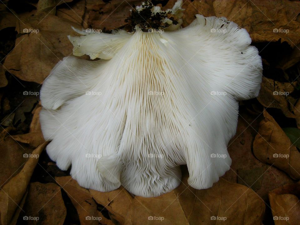 Pleurotus ostreatus - Oyster Mushroom