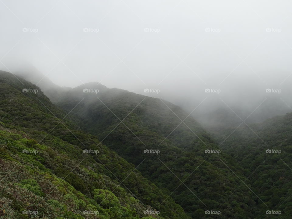 Foggy Foothills of Mount Taranaki 
