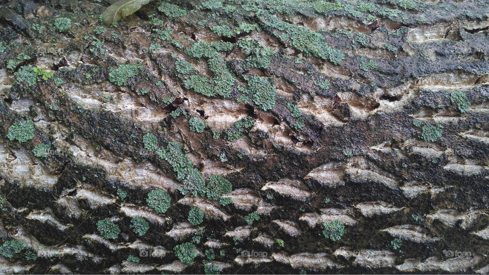 Wet mossy tree trunk