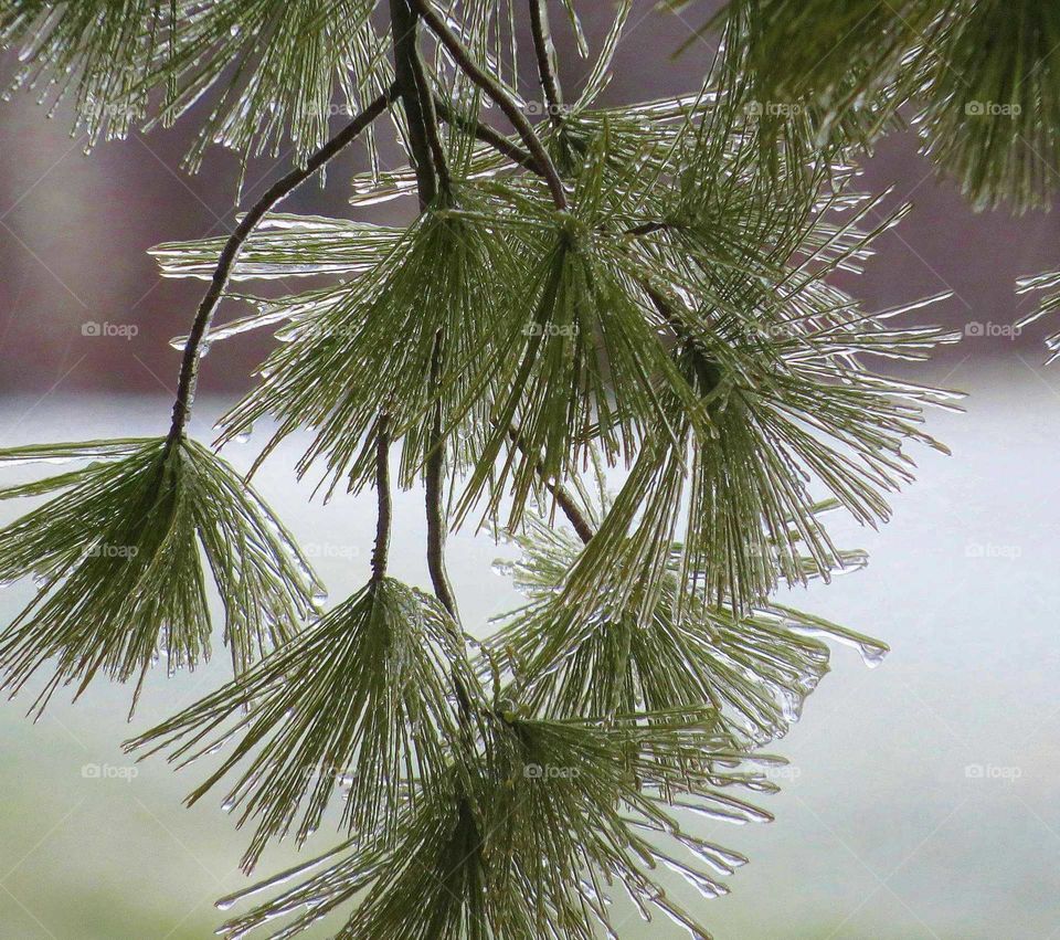 Ice storm holds on to evergreens