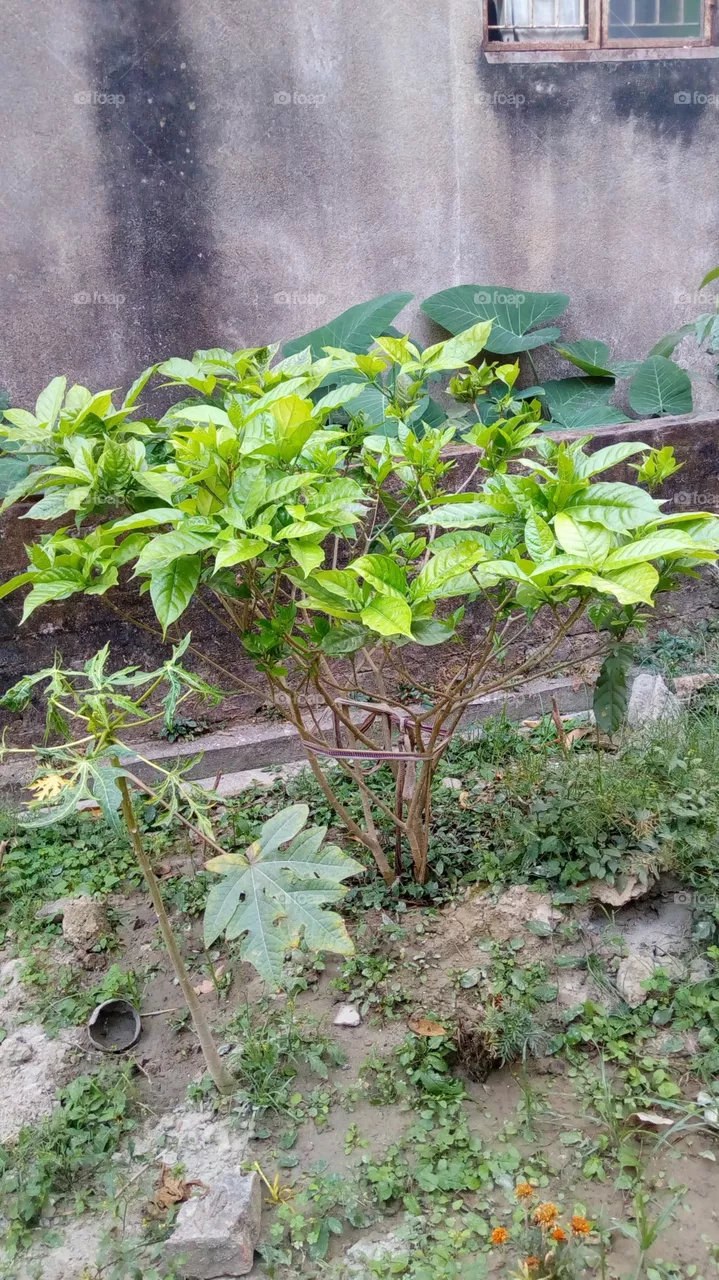 plant