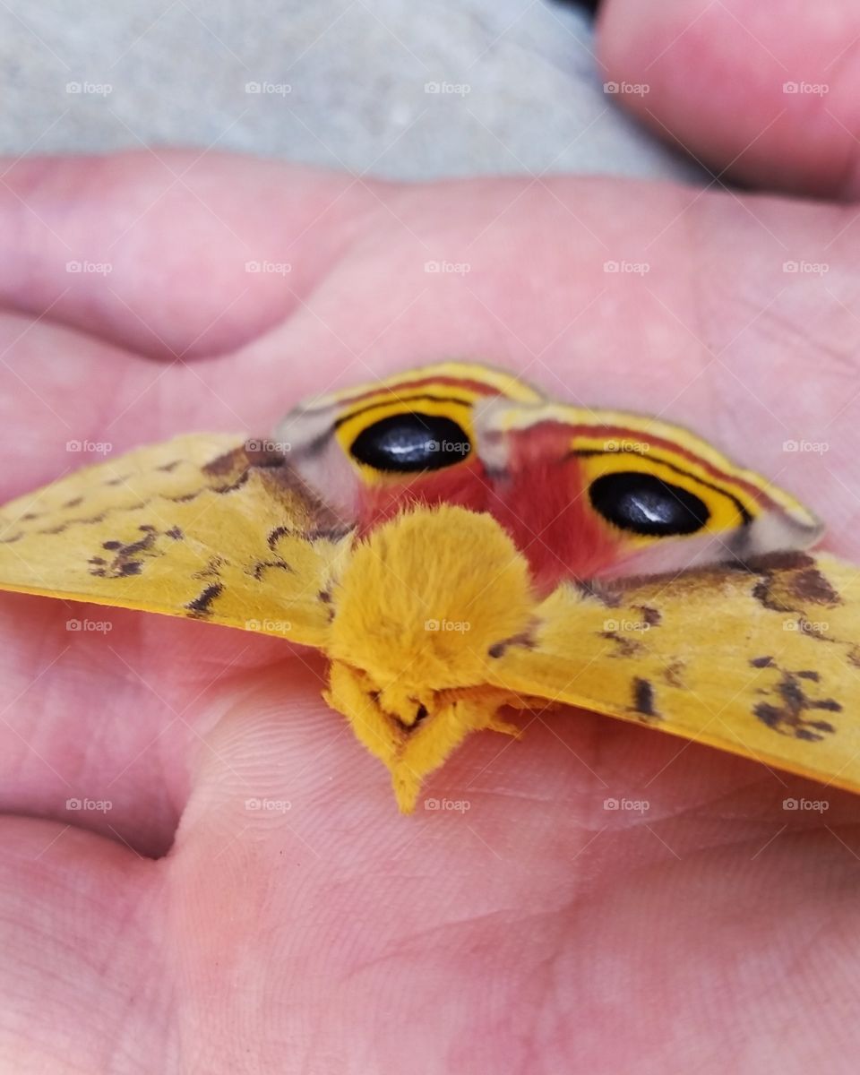 io moth