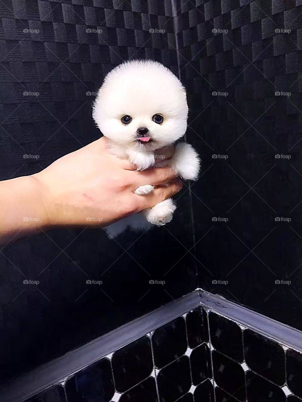 cute dog