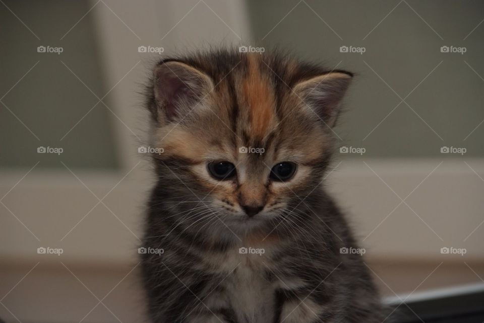 Cute kitten