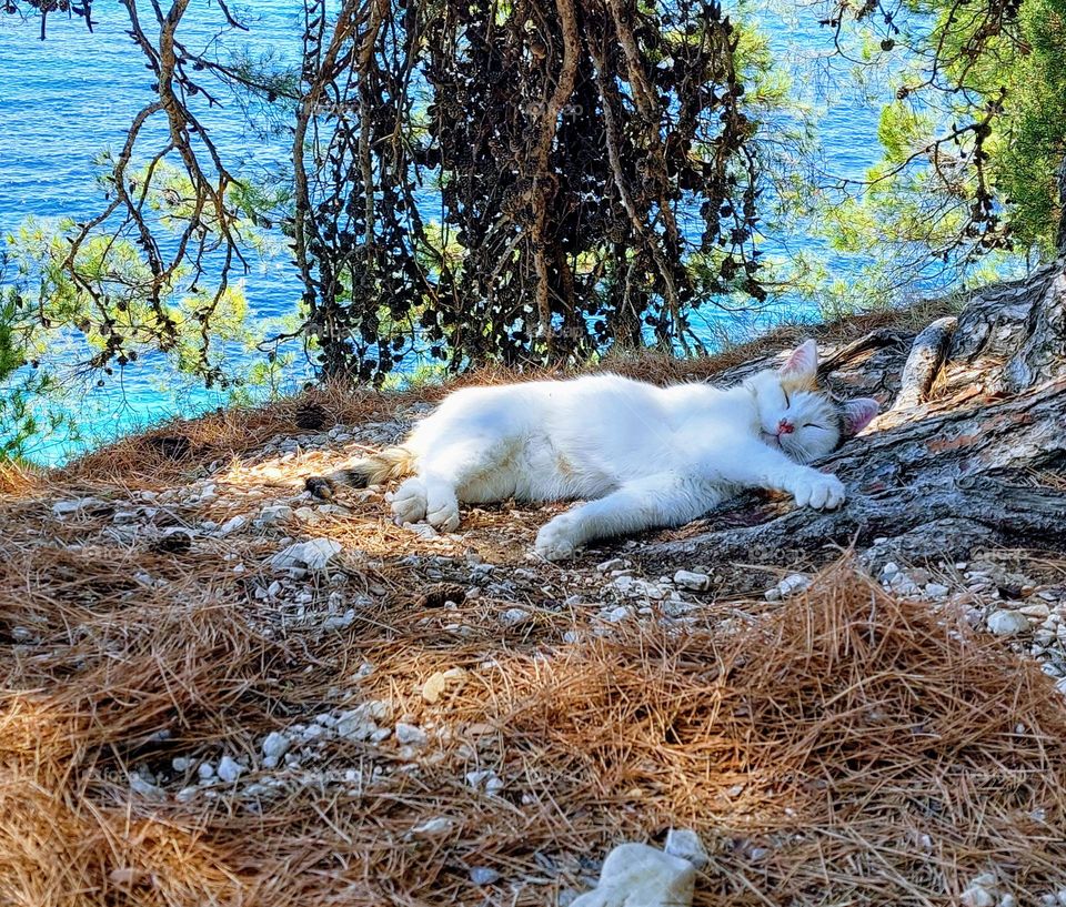 Hot summer day.  A cat is laying and enjoying in the shade by the sea