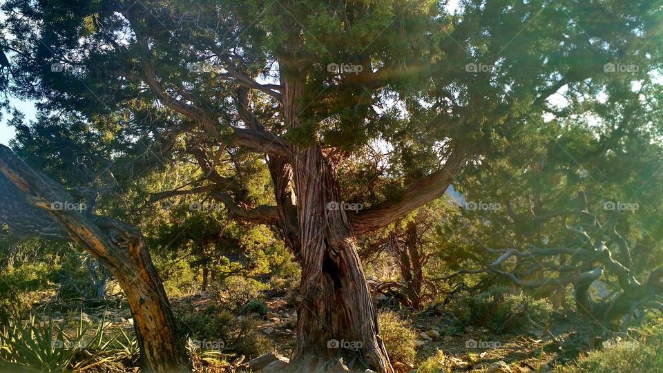 Tree of enchantment. A tree that caught my attention with its brilliant bark in the Grand Canyon National Park