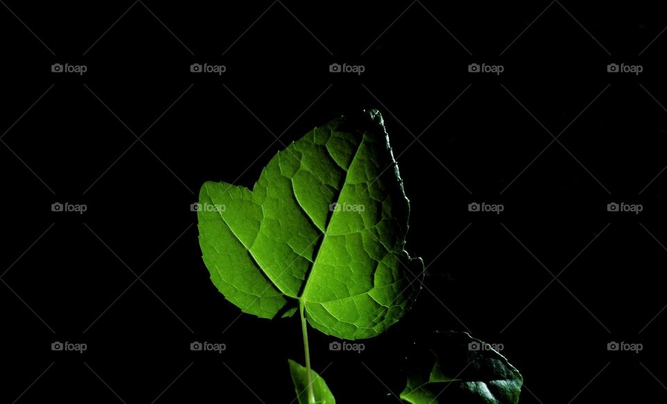 Back lighting of a green leaf, with a black background 
