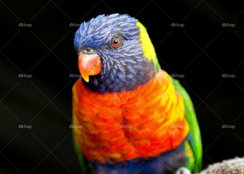 A portrait of a Lorikeet.