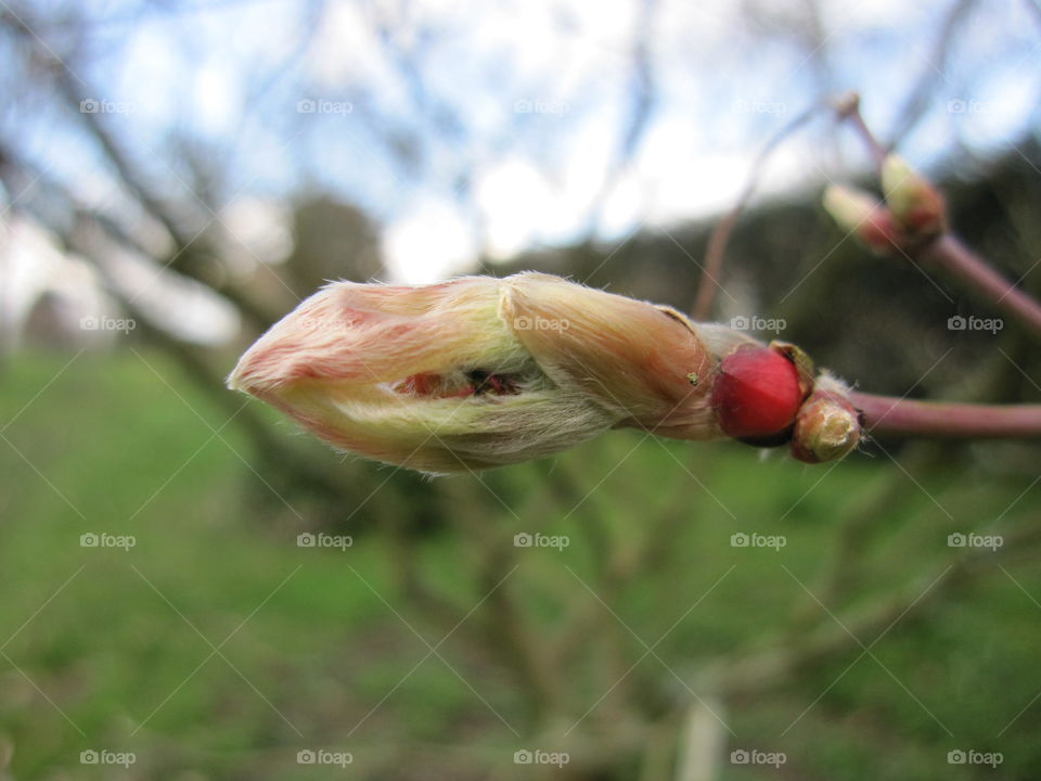 Nature, Tree, Outdoors, Flower, Flora