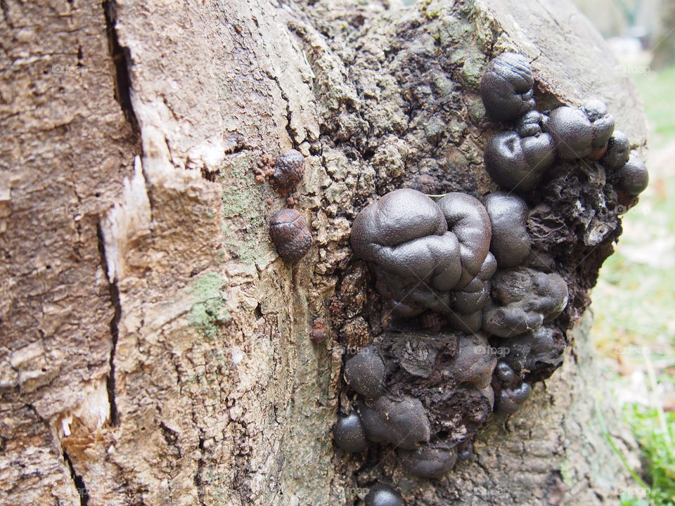 Fungus in the trunk