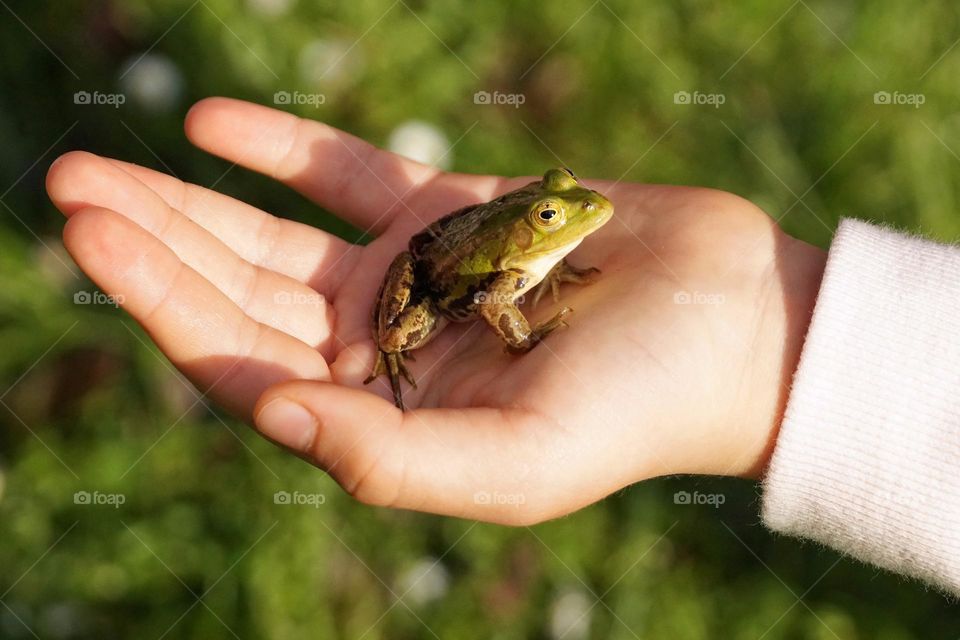 Frog on hand