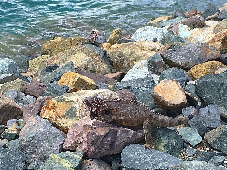 Can you find all the iguanas in this photo?  Camouflage at its best! St. Thomas, USVI