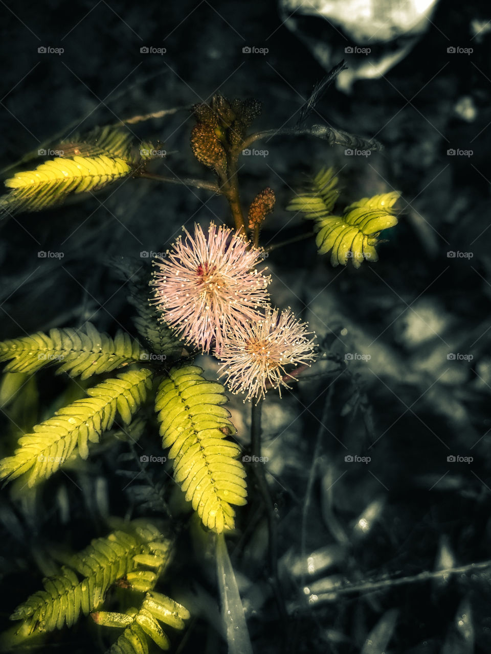 beautiful flower with green leaves