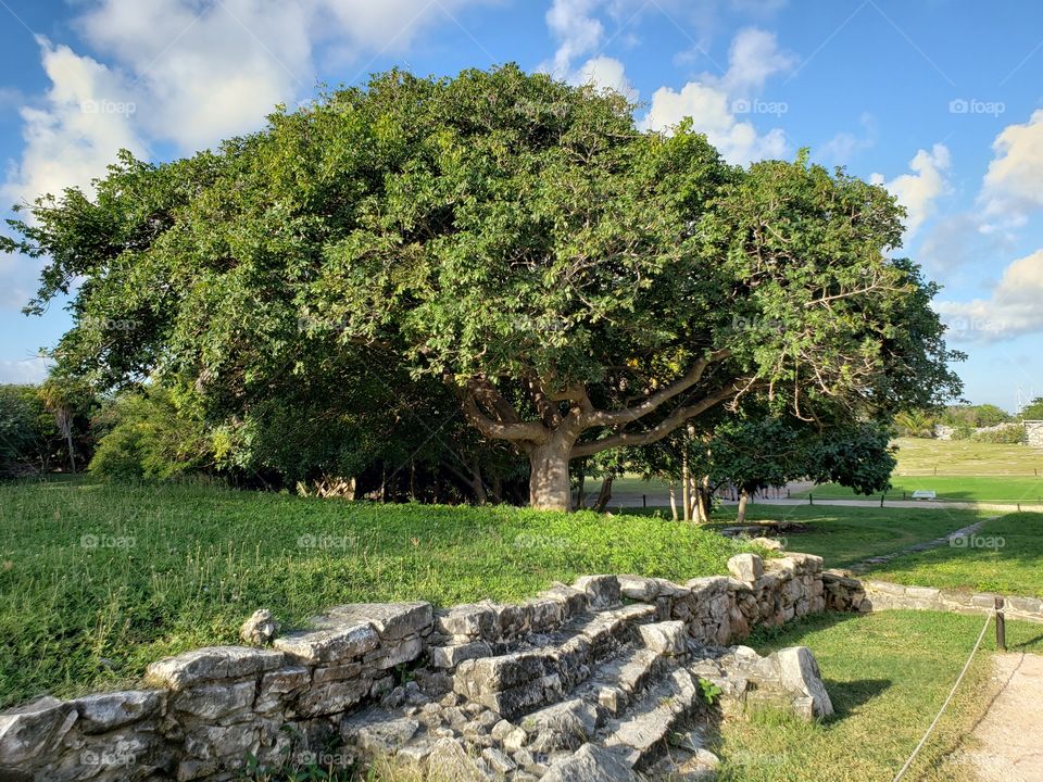 The Wise Old Tree of Tulum