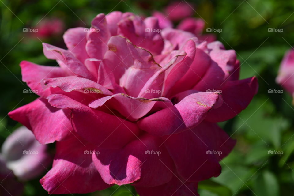 pink rose