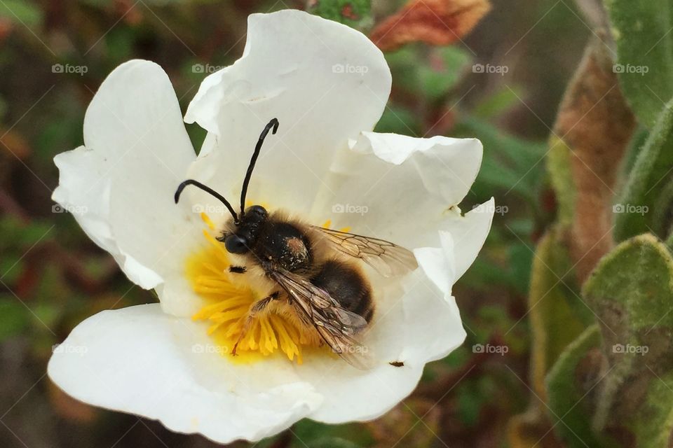 A bee on a white flower