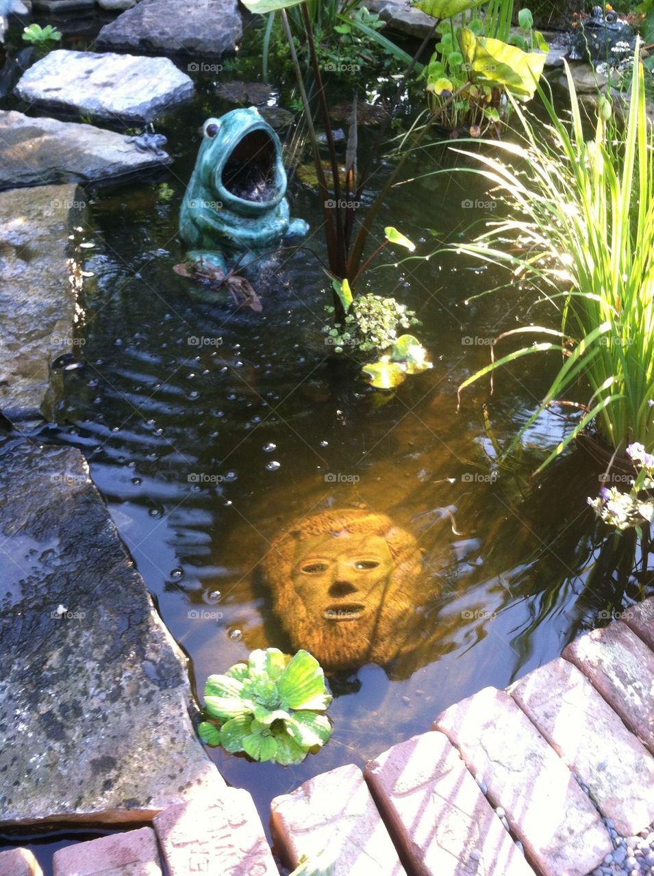 Pond Face