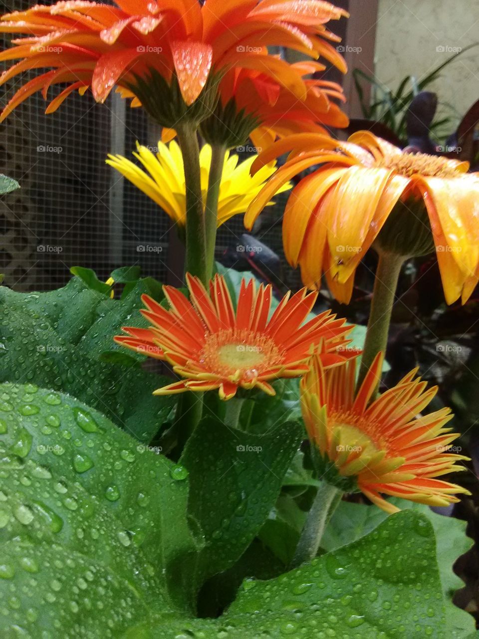 bunch of gerbera daisies with water droplets