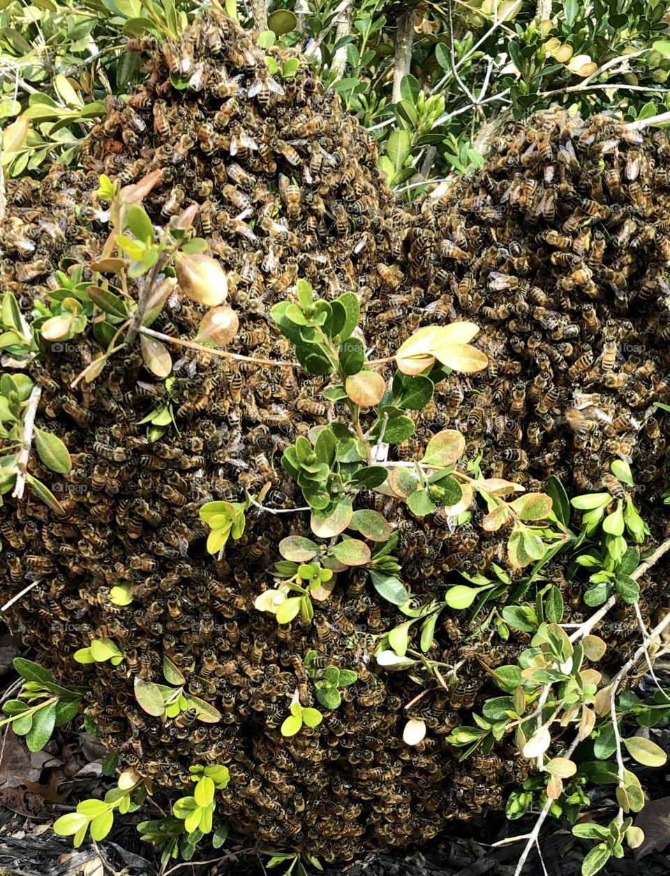 Bees, Honeybees, swarm, bush, wings, bugs, insects, leaves, bush, gold, green, branches, swarm, April 12 2018, Independence, MO, Missouri, spring, garden, flower garden,