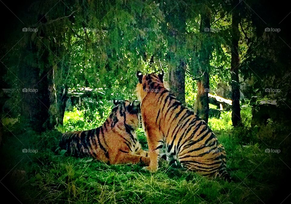 Pair of tigers sat watching