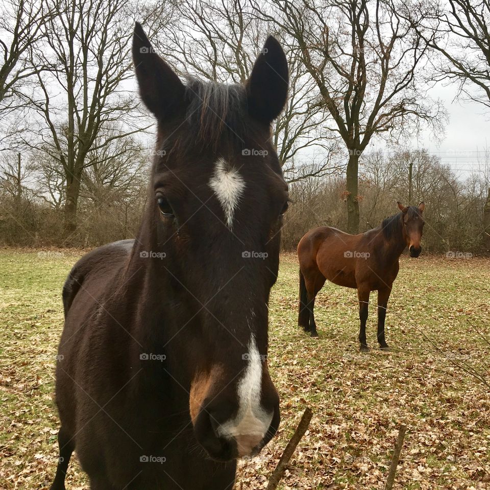 Spring. Horses. Outskirts of Hamburg