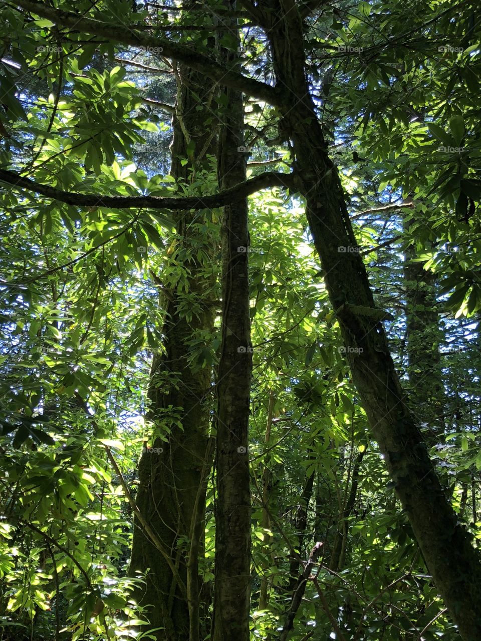 Summer trees