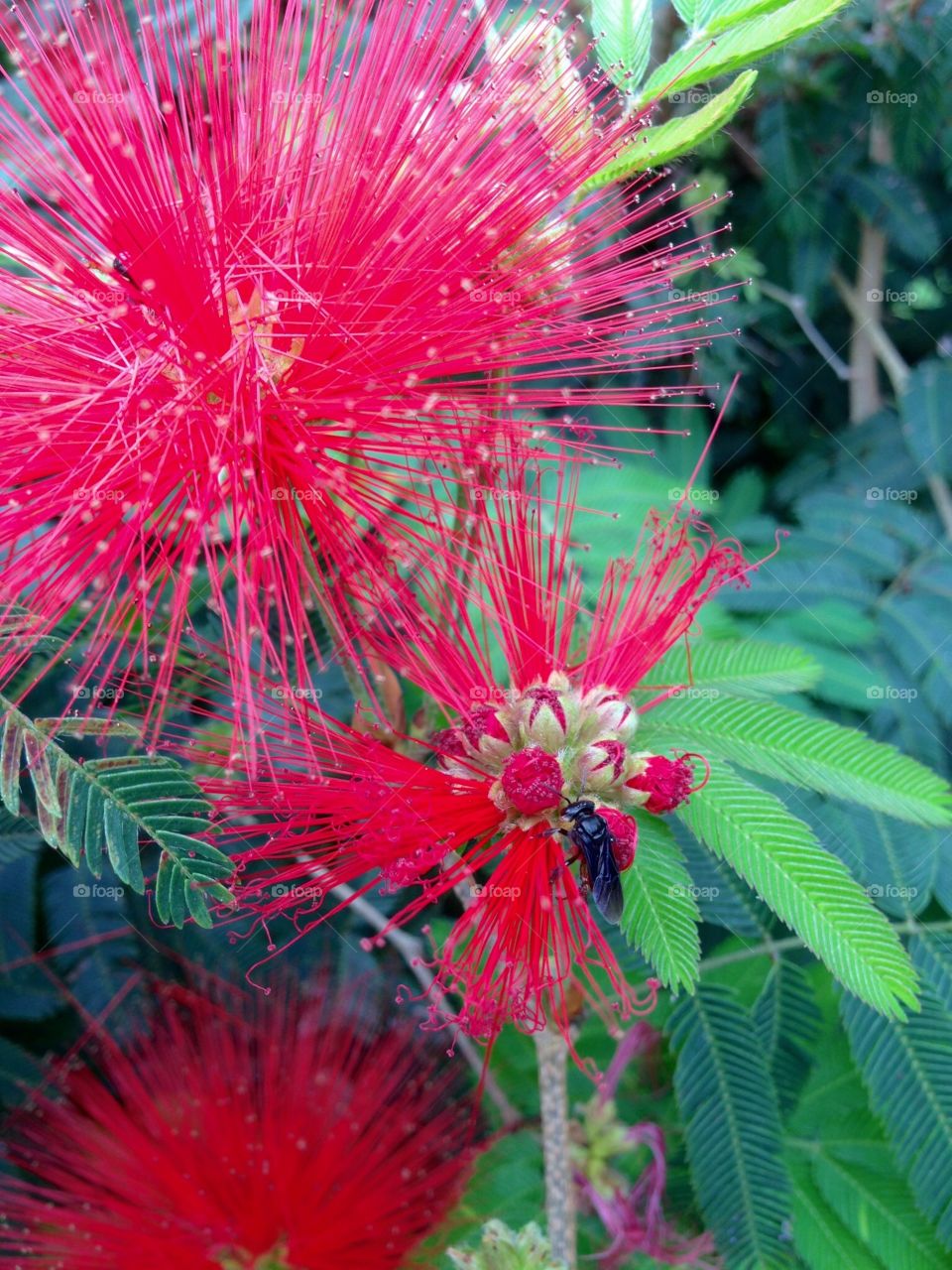 Watching the nature working