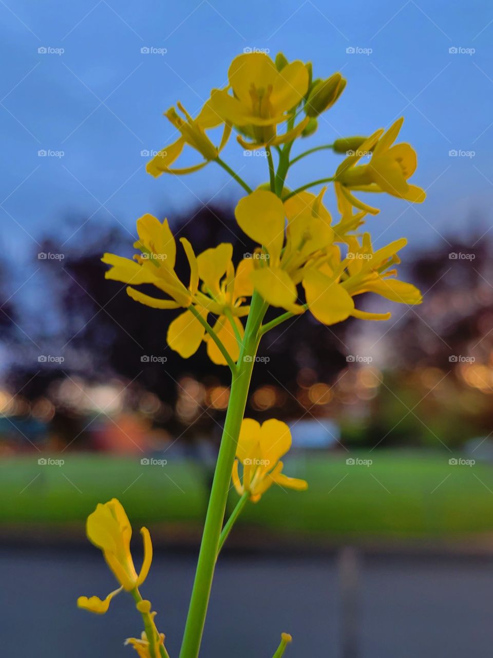 little yellow flowers