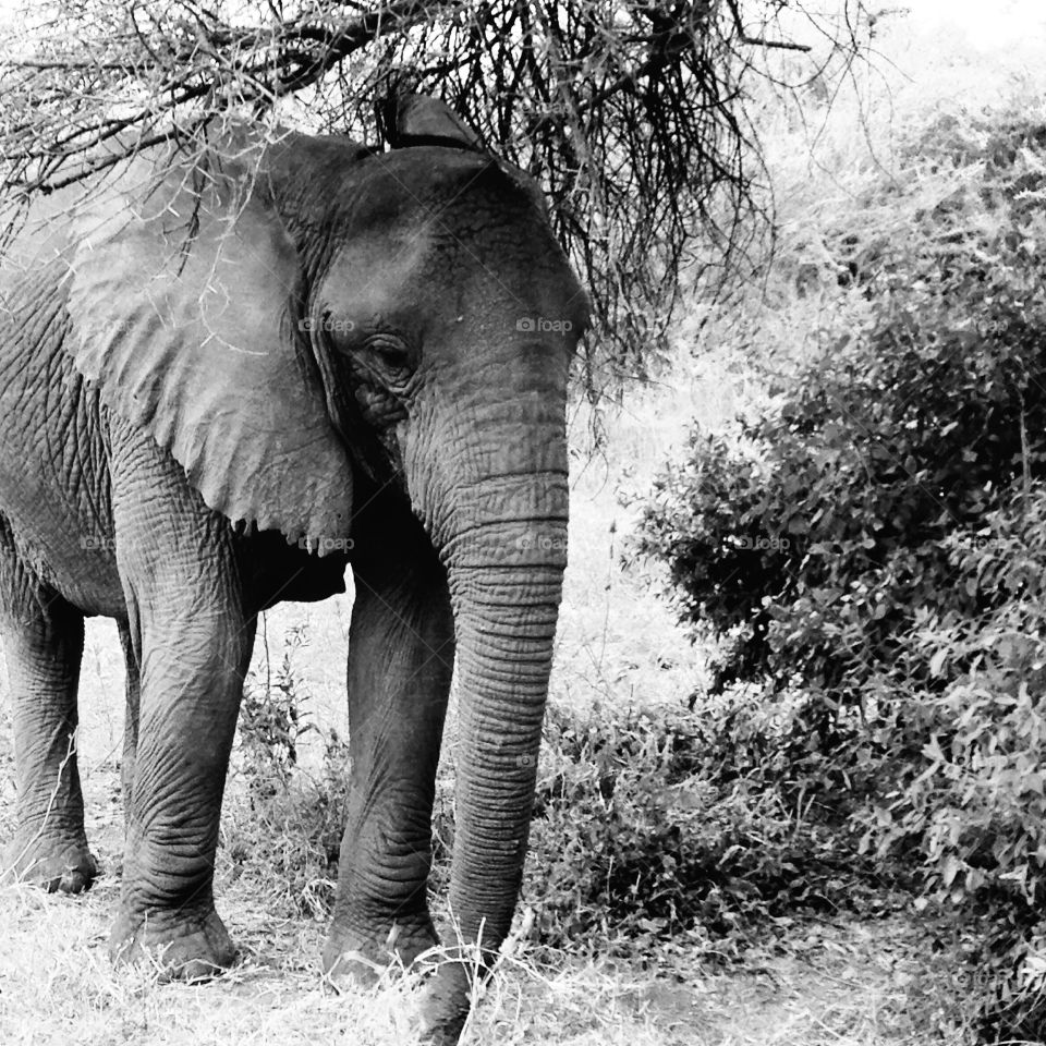 African Elephant
