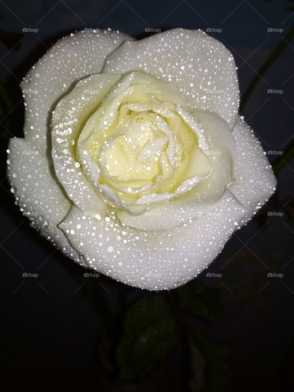 White rose