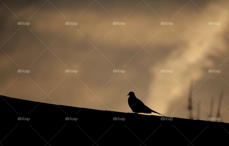 Silhouette of pigeon perched on roof on a cloudy evening  