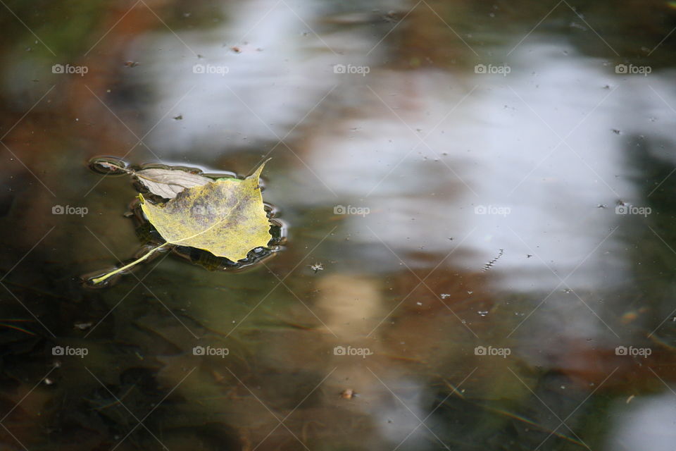 Yellow leaf on water surface